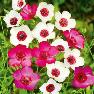 Lin à grandes fleurs - Mélange - Fleurs gracieuses aux couleurs variées - Linum grandiflorum - Graines Premium