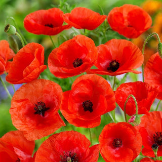 Coquelicot Annuelle - Idéal pour les prairies et les lisières des champs - Papaver rhoeas - 100 g
