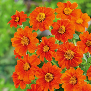 Tournesol du Mexique - Goldfinger - Spectaculaire et parfaite pour les massifs et les jardins - Tithonia rotundifolia - Graines Premium