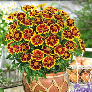 Œillet d'Inde - Marietta - Décoration des massifs et des plats - Tagetes patula
