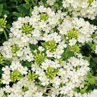 Verveine des Jardin - Blanc - Floraison abondante jusqu’aux premières gelées - Verbena hybrida