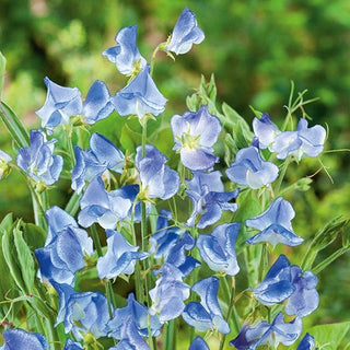 Pois de Senteur - Blue Ripple - Variété délicate et parfumée - Lathyrus odoratus