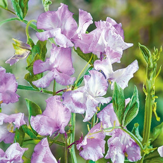 Pois de Senteur - Lilac Ripple - Fleurs spectaculaires au parfum intense - Lathyrus odoratus