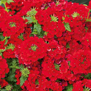 Verveine des Jardin - Rouge - Intense, parfaite pour les massifs et les jardinières - Verbena hybrida