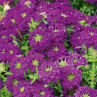 Verveine des Jardin - Violet - Port compact, floraison longue - Verbena hybrida