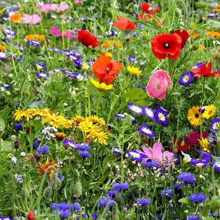 Prairie Fleurie - mélange de graines de plus de 40 espèces de fleurs sauvages - Floraison longue et spectaculaire - Sachet géant - 1 kg - Graines Premium