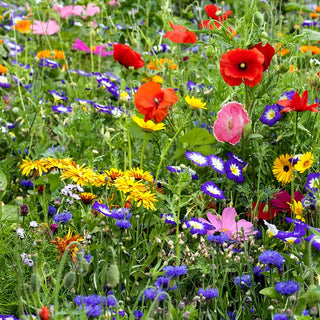 Prairie Fleurie - mélange de graines de plus de 40 espèces de fleurs sauvages - Biodiversité florale au jardin - Très grand sachet - 100 g - Graines Premium