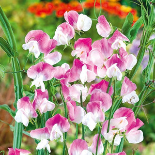 Pois de Senteur - Dolly Varden - Parfum intense et sucré - Lathyrus odoratus
