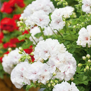 Géranium - Blanc - Idéale pour les pots et jardinières - Pelargonium zonale