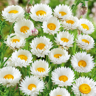 Acroclinium Roséum - Blanc - Floraison longue et décoratif une fois séché - Helipterum roseum - Graines Premium