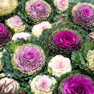 Ornamental Kale - Multicoloured Decoration for Every Season - Brassica oleracea - Premium Seeds