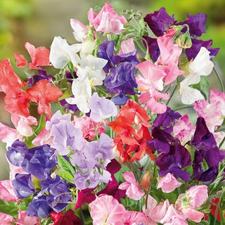 Pois de Senteur - Horizon - Couleur originale pour massifs - Lathyrus odoratus