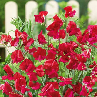 Pois de Senteur - King Edward VII - Couleur profonde et parfum intense - Lathyrus odoratus