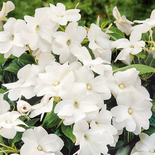 Impatiente de Waller - Blanc - Décoratif, floraison en été et en automne - Impatiens walleriana
