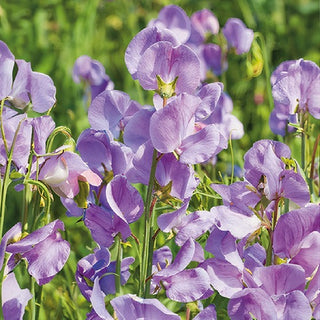 Pois de Senteur - Leamington - Décoration romantique des tonnelles - Lathyrus odoratus