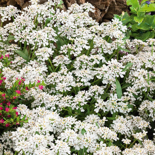 Iberis en Ombelle - Blanc - Excellent au parfum délicat - Iberis umbellata - Graines Premium