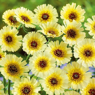 Tolpide Barbue - Vivace basse, résistante et à floraison longue - Tolpis barbata - Graines Premium