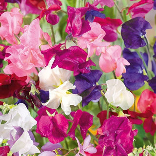 Pois de Senteur - Jet Set - Idéal pour les emplacements ensoleillés - Lathyrus odoratus