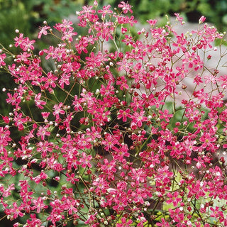 Gypsophile Elégant - Rouge - Rouge intense pour massifs - Gypsophila elegans