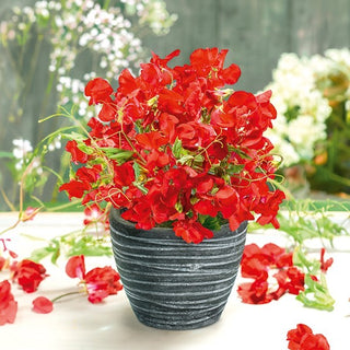 Pois de Senteur - Villa Roma - Rouge - Parfum intense sur la terrasse - Lathyrus odoratus