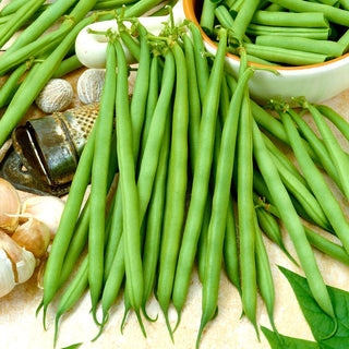Delfina Green Dwarf Bean - Early, Dwarf, Exceptional Taste, Perfect for Freezing - Premium Seeds