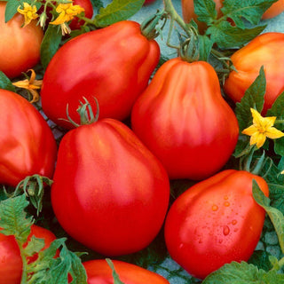 Red Pear Tomato - Unusual Shape, Exceptional Taste - Premium Seeds