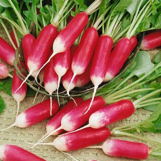 Radish Eighteen-Days - Quick Yields, Mild Flavour, Juicy and Crunchy - Premium Seeds