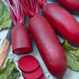 Cylinder Beetroot - Pelleted Seeds - Juicy, Healthy, Full of Flavour - Beta Vulgaris - Premium Seeds