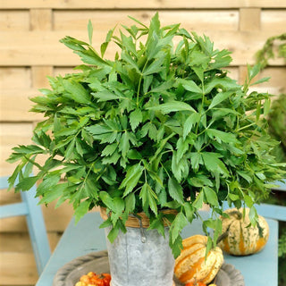 Lovage - Aromatic Aphrodisiac for Soups and Sauces - Levisticum Officinale - Premium Seeds