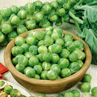 Chou de Bruxelles Casiopea - Délicieuse, parfaite pour la cuisson au four et à la casserole