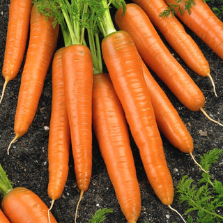 Carotte Pierwszy Zbiór - Récoltes précoces avec garantie de saveur - 50 g