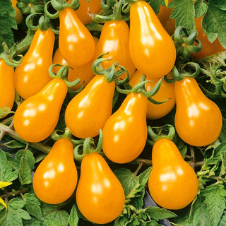 Tomate Perun - Haut, tardif, productif et savoureux