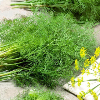 Aneth Moravan - Feuilles vert foncé, arôme merveilleux - Très grand sachet - 500 g