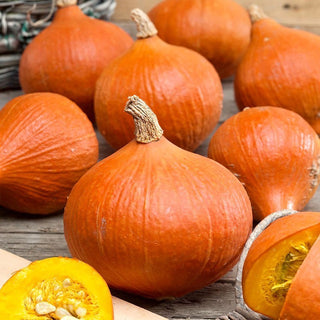 Uchiki Kuri Pumpkin - Decorative and Delicious, Delightfully Sweet and Juicy - Cucurbita Maxima - Premium Seeds
