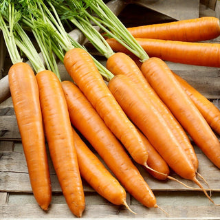 Berlikumer 2 Carrot - Juicy and Sweet, Perfect for Juices and Purees - Premium Seeds