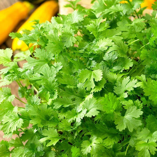 BIO Coriandre - Idéal pour la cuisine asiatique et mexicaine - Coriandrum sativum - Graines Premium