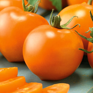 Tomate Akron F1 - Précoce, rendement abondant, résistant aux maladies