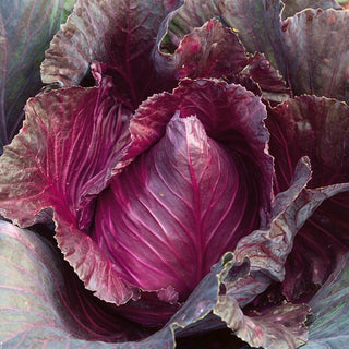 Chou cabus rouge Kalibos - Douce, croquante, exceptionnelle