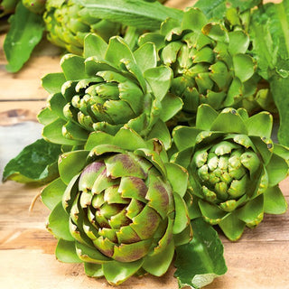 Artichaut - Vert de Provence - Légume méditerranéen au jardin - Cynara scolymus