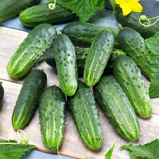 Sremski F1 Cucumber - Early, Disease Resistant - Premium Seeds