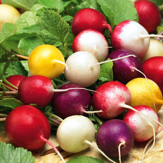 Radis - Mélange de Colorées - Mélange coloré exquis pour sublimer les salades