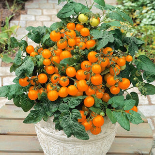 Tomate Venus - Compacte, de petite taille, parfait pour le balcon