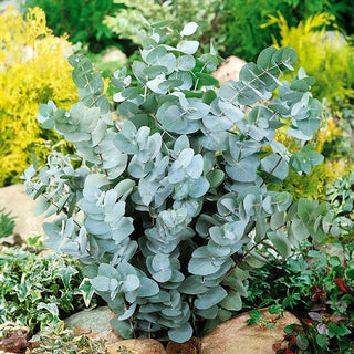 Eucalyptus cinerea - Feuilles argentées au parfum d'agrumes - Eucalyptus cinerea - Graines Premium