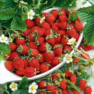 Fraisier des Boi - Running Red - Stolons rouges aromatiques tout l’été - Fragaria vesca - Graines Premium