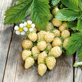 Fraisier des Boi - White Soul - Douce, blanche, fructifie jusqu’en automne - Fragaria vesca - Graines Premium