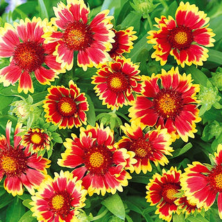 Gaillarde Vivace Nain - Bicolor Goblin - Variété naine rouge et or - Gaillardia aristata - Graines Premium