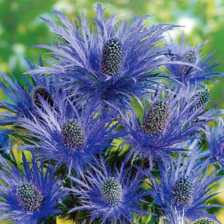 Panicaut des Alpes - Floraison longue et spectaculaire - Eryngium alpinum - Graines Premium