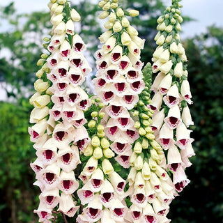 Digitale - Pam's Choice - Perle naturaliste des plantes ornementales - Digitalis purpurea