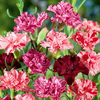 Oeillet des fleuristes - Picotee Fantasy Mélange - Mosaïque colorée spectaculaire - Dianthus caryophyllus