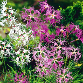 Oeillet superbe - Mélange - Couleurs éclatantes - Dianthus superbus - Graines Premium